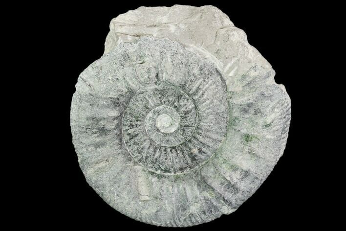 Fossil Ammonite (Orthosphinctes) - Germany #104552